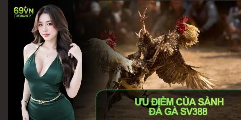 Sảnh đá gà SV388 có đa dạng hình thức cược
