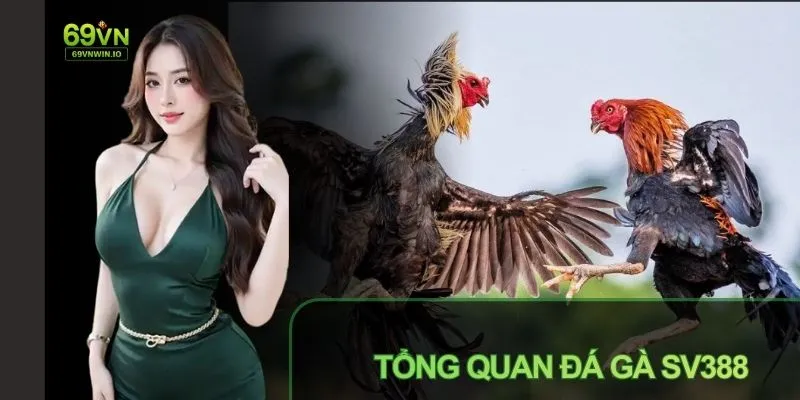 Tìm hiểu đá gà SV388 là gì để có cơ hội xem live kịch tính